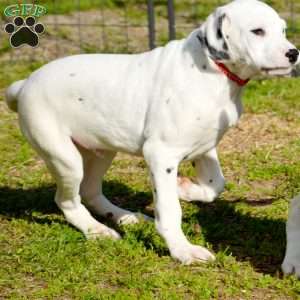 Chizzle, Dalmatian Puppy