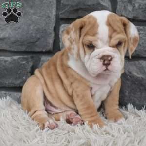 Biscuit, Beabull Puppy