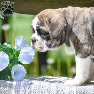 Tiger, English Bulldog Puppy