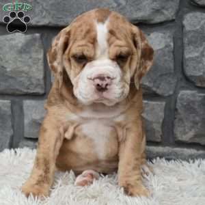Bailey, Beabull Puppy