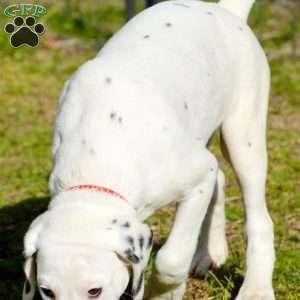 Chizzle, Dalmatian Puppy