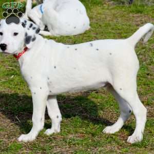 Chizzle, Dalmatian Puppy