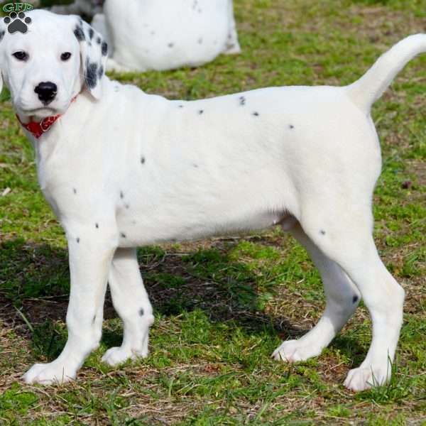 Chizzle, Dalmatian Puppy