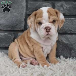 Biscuit, Beabull Puppy