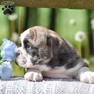 Tiger, English Bulldog Puppy