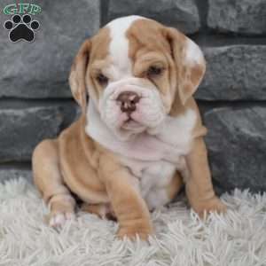 Biscuit, Beabull Puppy