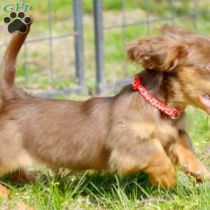 Indta’pot, Dachshund Puppy