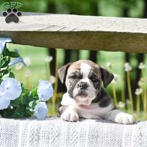 Tiger, English Bulldog Puppy