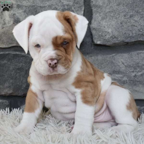 Bentley, Beabull Puppy