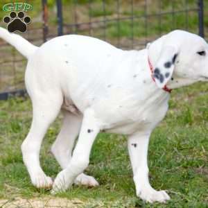 Chizzle, Dalmatian Puppy