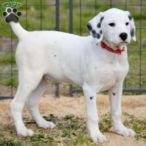 Chizzle, Dalmatian Puppy