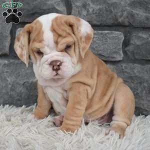 Biscuit, Beabull Puppy