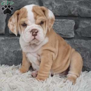 Biscuit, Beabull Puppy