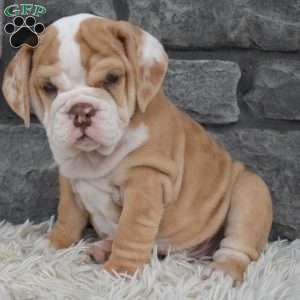 Biscuit, Beabull Puppy