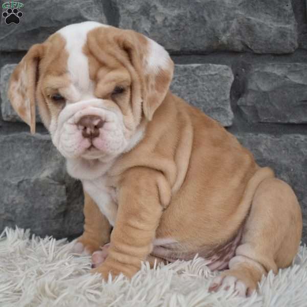 Biscuit, Beabull Puppy
