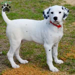 Chizzle, Dalmatian Puppy