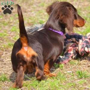 Java, Dachshund Puppy