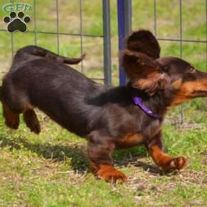 Java, Dachshund Puppy