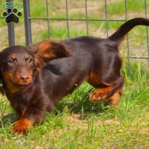 Java, Dachshund Puppy