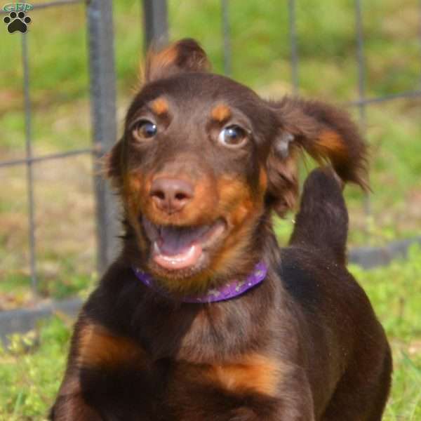 Java, Dachshund Puppy