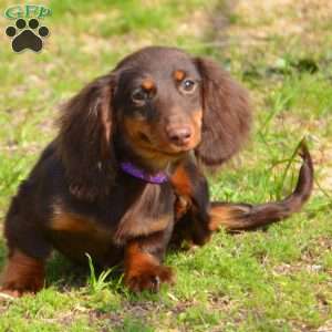Java, Dachshund Puppy