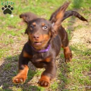 Java, Dachshund Puppy
