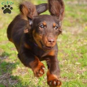 Java, Dachshund Puppy