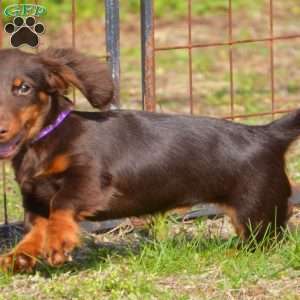 Java, Dachshund Puppy