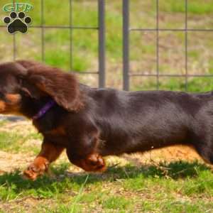Java, Dachshund Puppy