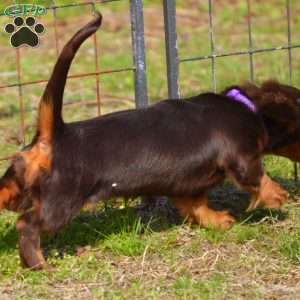 Java, Dachshund Puppy