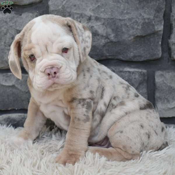 Dakota, Beabull Puppy