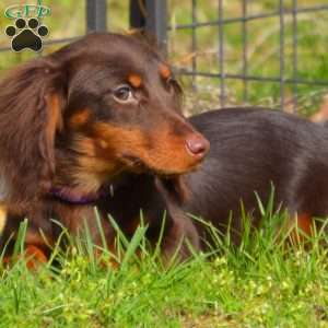 Java, Dachshund Puppy