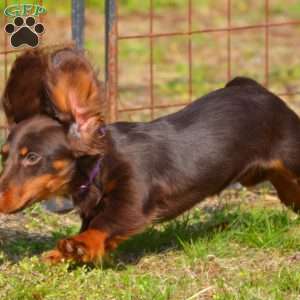 Java, Dachshund Puppy