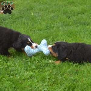 Bubbles, Bernese Mountain Dog Puppy