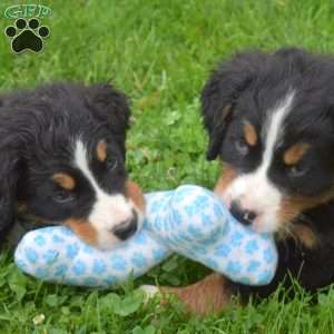 Bubbles, Bernese Mountain Dog Puppy