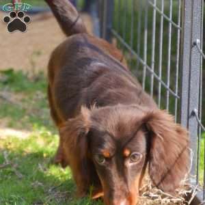 Java, Dachshund Puppy