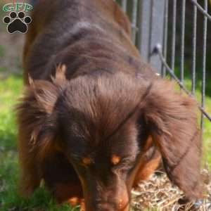 Java, Dachshund Puppy