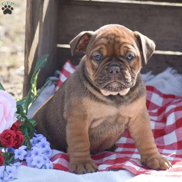 Honey, Olde English Bulldogge Puppy