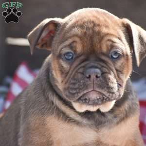 Honey, Olde English Bulldogge Puppy