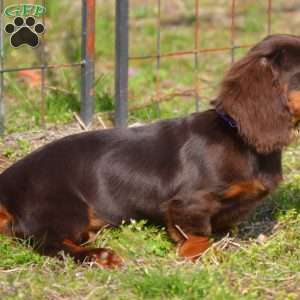 Java, Dachshund Puppy