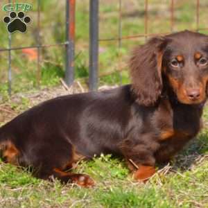 Java, Dachshund Puppy