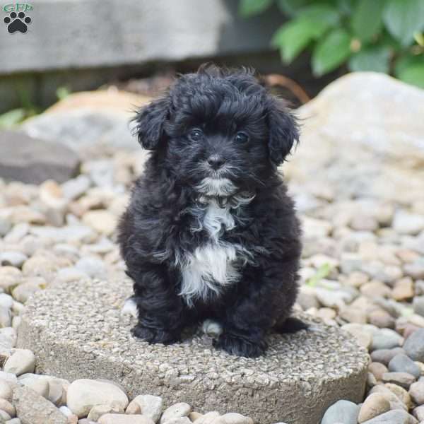 Cody, Shih-Poo Puppy