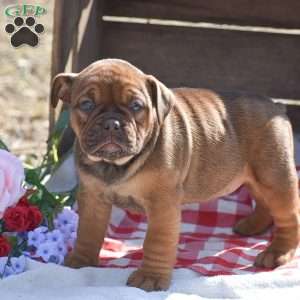 Honey, Olde English Bulldogge Puppy