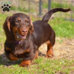 Java, Dachshund Puppy