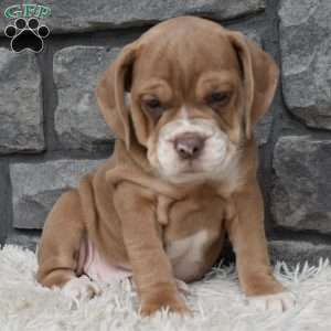 Bonnie, Beabull Puppy