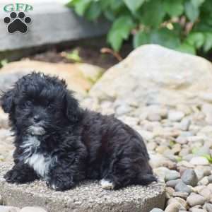Cody, Shih-Poo Puppy