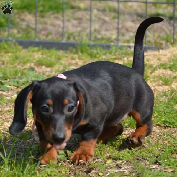 Pancake, Dachshund Puppy