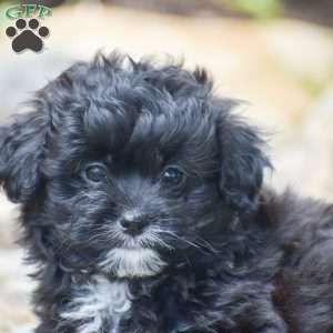 Cody, Shih-Poo Puppy