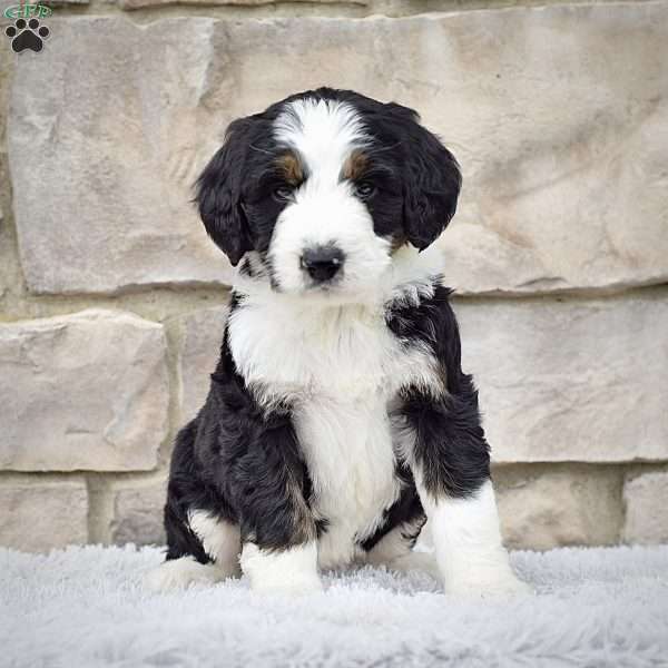 Ms. Rylie, Bernedoodle Puppy