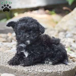 Kita, Shih-Poo Puppy